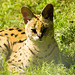 Serval cat (1)