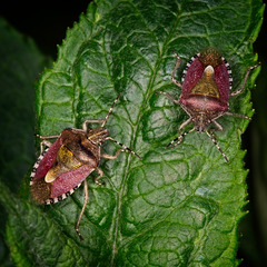 Hairy Shieldbug (Dolycoris Baccarum)