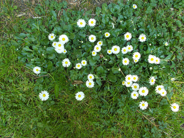 gdn - clump of Bellis perennis [daisy]