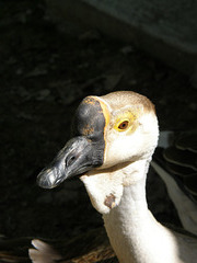 Goose at Montana Zoo