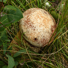 Large, fat-stalked mushroom