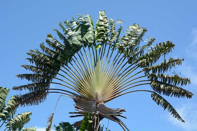 Polynésie Française, Bora Bora, The Top of Ravenala Madagascariensis
