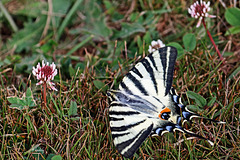 IMG 0781 le FLAMBÉ ou VOILIER (Iphiclides podalirius) ! (Lépidoptère Papilionidae )