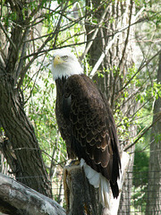 Bald Eagle at Montana Zoo