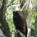 Bald Eagle at Montana Zoo