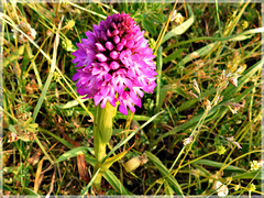 Orchidée sauvage ou Orchis
