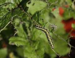 Large White (Pieris brassicae) larva.