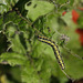 Large White (Pieris brassicae) larva.