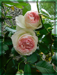 Roses de Ronsard****