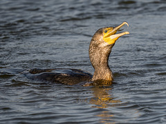 Cormorant with snack