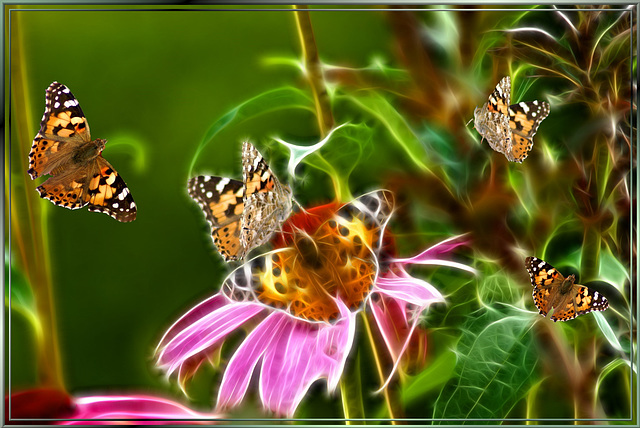 Ein Schwarm von Schmetterlingen. ©UdoSm