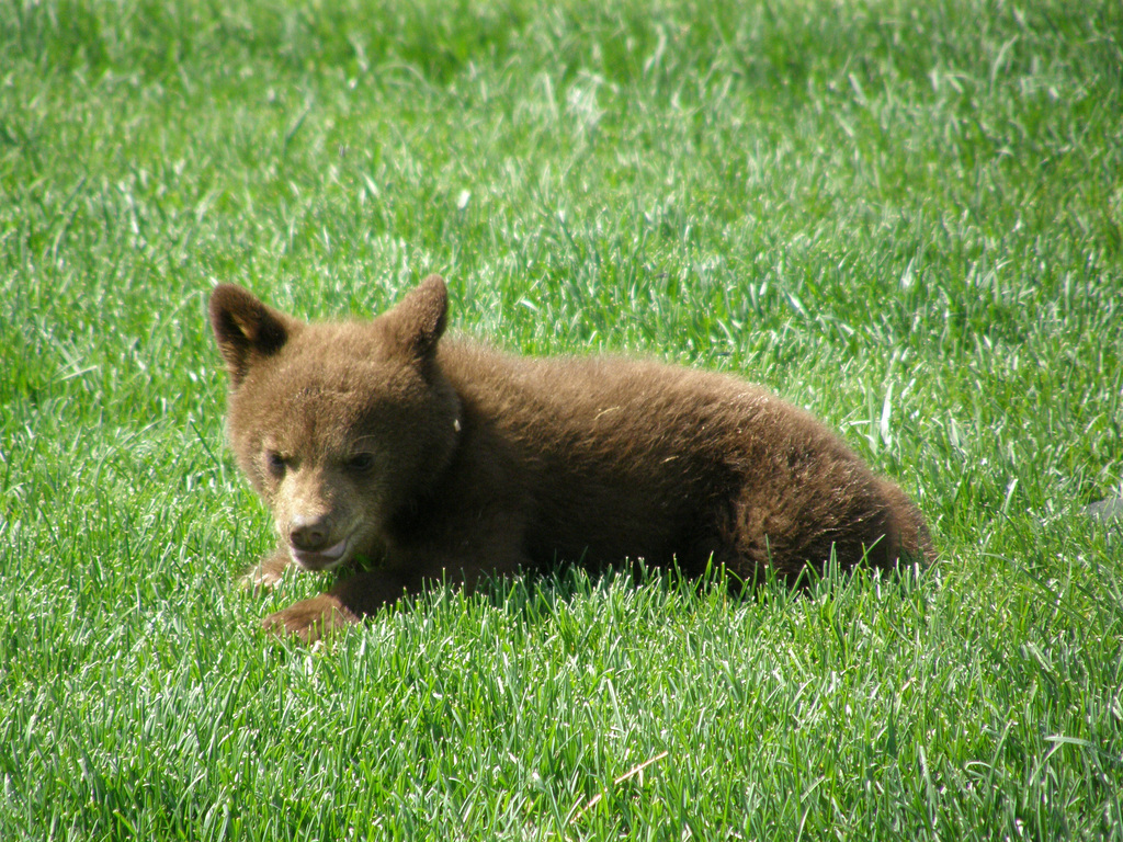 Baby Bear in South Dakota