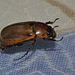 Beetle IMG_6445