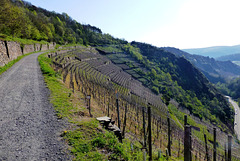 DE - Altenahr - Vineyards at Altenahrer Eck