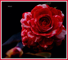 Rosa rojiblanca de jardín