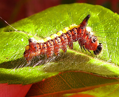 Knottgrass moth caterpillar