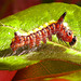 Knottgrass moth caterpillar