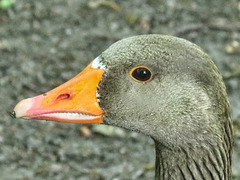 Greylag Goose portrait