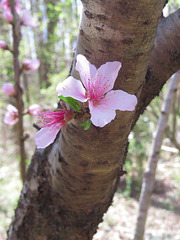 Flowers on trunk of a small cherry tree