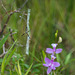 Argiope aurantia (Writing Spider) and Calopogon tuberosus (Common Grass-pink orchid)