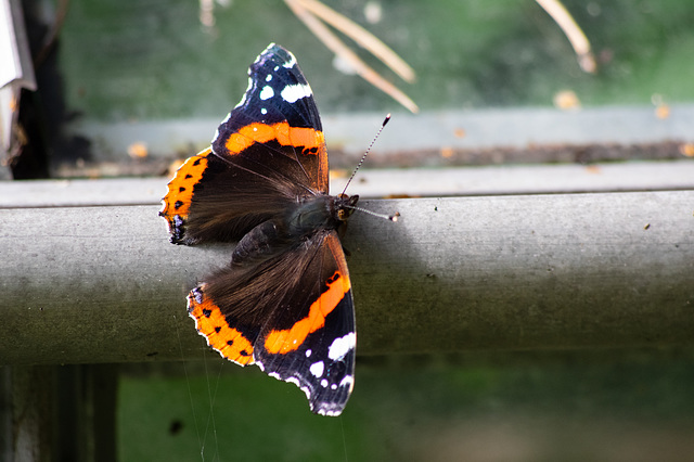 Red Admiral on the greenhouse (4 of 4)