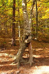 Waldgeist - Forest Spirit - Esprit des bois