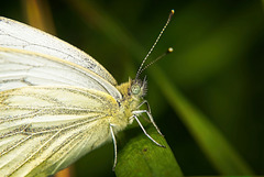 Der Rapsweißling (Pieris napi) hat sich auf den Grashalm gesetzt :))  The rapeseed white butterfly (Pieris napi) has sat on the blade of grass :))  Le papillon blanc du colza (Pieris napi) s'est assis sur le brin d'herbe :))