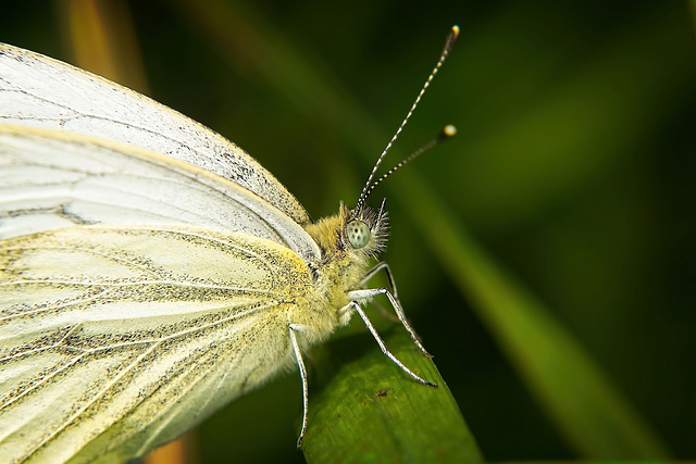 Der Rapsweißling (Pieris napi) hat sich auf den Grashalm gesetzt :))  The rapeseed white butterfly (Pieris napi) has sat on the blade of grass :))  Le papillon blanc du colza (Pieris napi) s'est assis