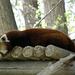 Red Panda at Montana Zoo