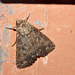 Moth IMG_6454