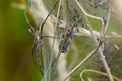 Listspinne mit Nachkommen im Kinderstubennetz - Nursery web spider with offspring in the nursery web