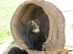 Baby Black Bear in South Dakota