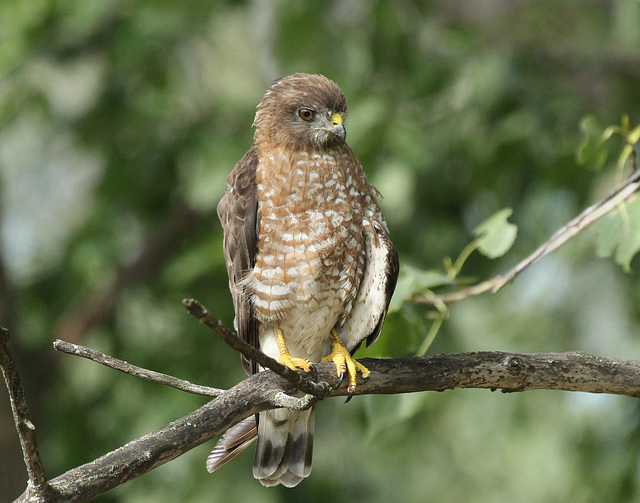 petite buse / broad-winged hawk
