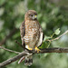 petite buse / broad-winged hawk