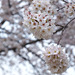 Cherry blossoms_4