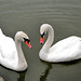 Swans on the Canal
