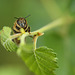 Honey Bee Maple Hurst