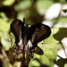 Red-bodied swallowtail