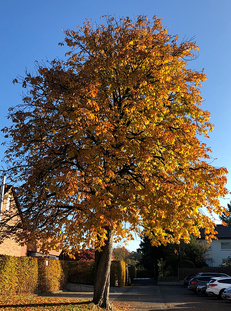 DE - Bergisch-Gladbach - Herbstfarben