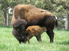Buffalo and Newborn