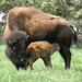 Buffalo and Newborn