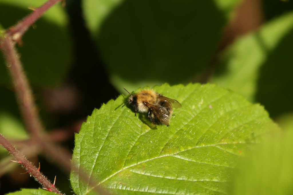 Maple Hurst Bee