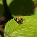 Maple Hurst Bee