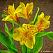 Yellow Tiger Lily - French Kiss Texture - Topaz Impressionistic Swirly Strokes III