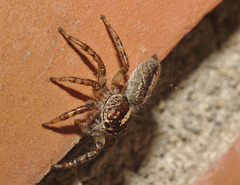 Spider IMG_6485