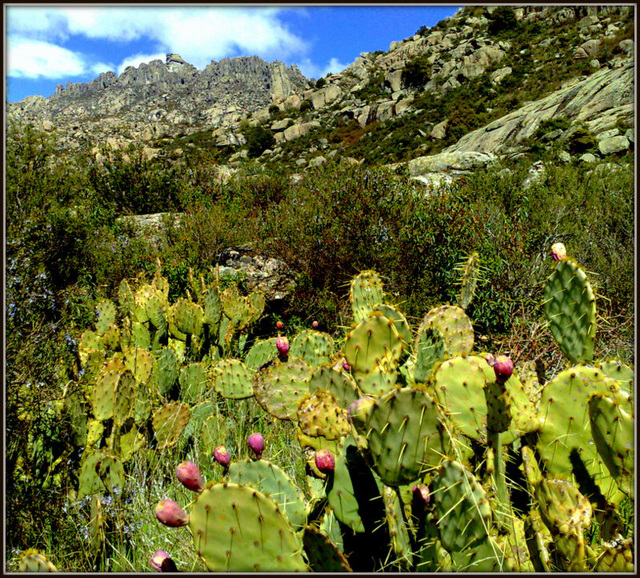 Sierra de La Cabrera and prickly pear.