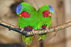 Loris fringillaires = Vini australis (Parc des Oiseaux = Parc ornithologique des Dombes, Villars-les-Dombes) (Ain)