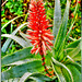 Gran Canaria.  Blütenstand einer Aloe vera. ©UdoSm