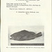 lucena   lucena epinephelus morio