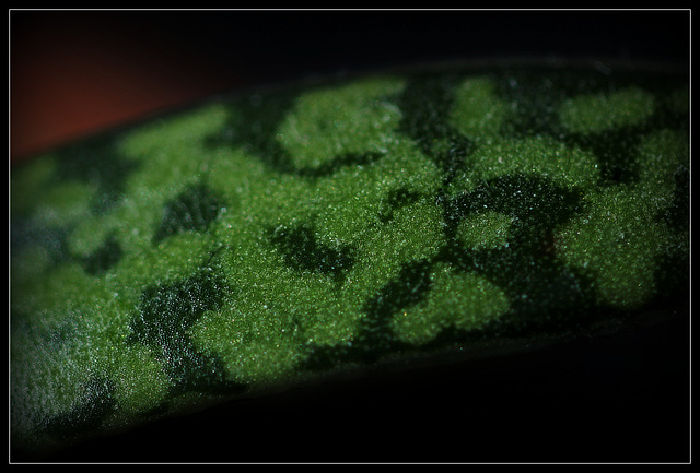 Petites cellules vertes de Gasteria bicolor